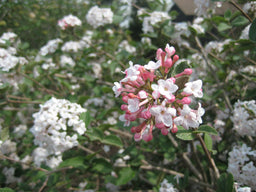 Viburnum cayuga flwr.jpg