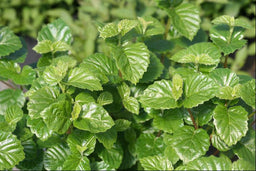 Viburnum dentatum var. deamii SMVDBL.jpg