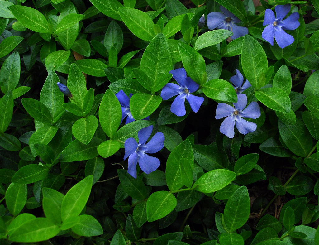 Vinca_minor[1].jpg