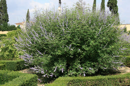 Vitex-agnus-castus.jpg