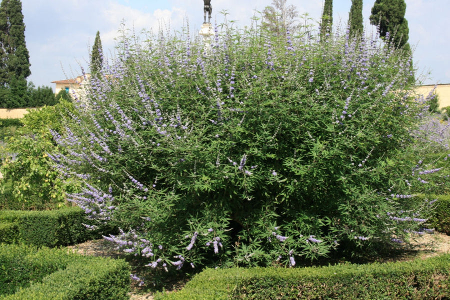 Vitex-agnus-castus.jpg