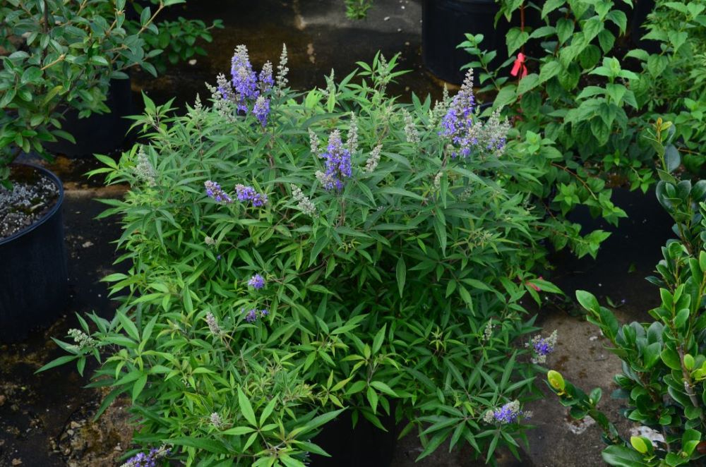 Vitex Blue Puffball FE.jpg