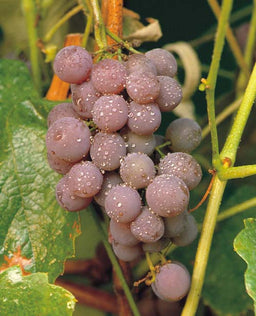 Vitis_Canadice[1].jpg
