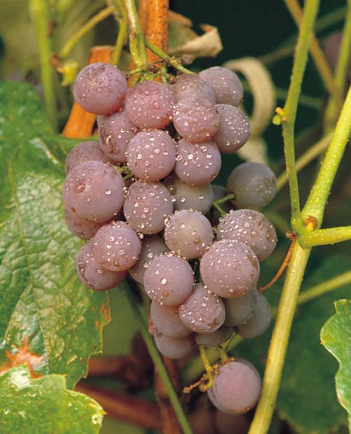 Vitis_Canadice[1].jpg
