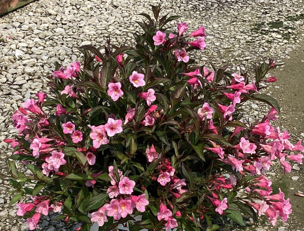 WEIGELA_SONIC_BLOOM_WINE_G3_15in_PW.jpg