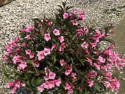 WEIGELA_SONIC_BLOOM_WINE_G3_15in_PW.jpg