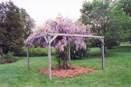 WISTERIA_AUNT_DEE.jpg