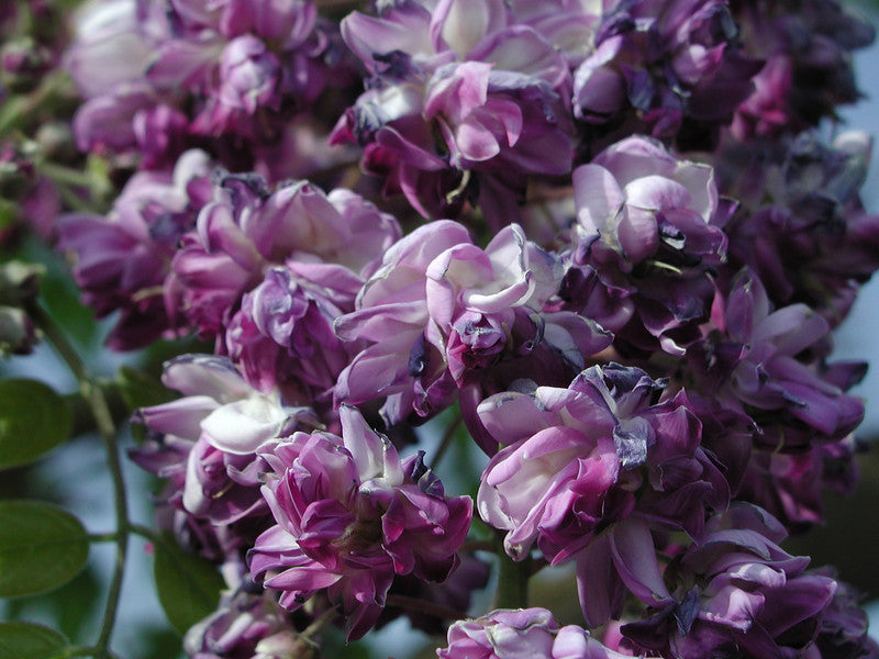 WISTERIA_BLACK_DRAGON.jpg
