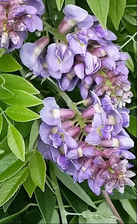 WISTERIA FR. AMETHYST FALLS.jpg