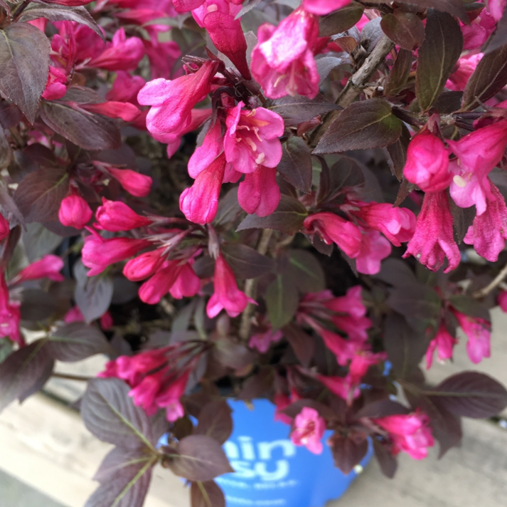 Weigela-stunner.png
