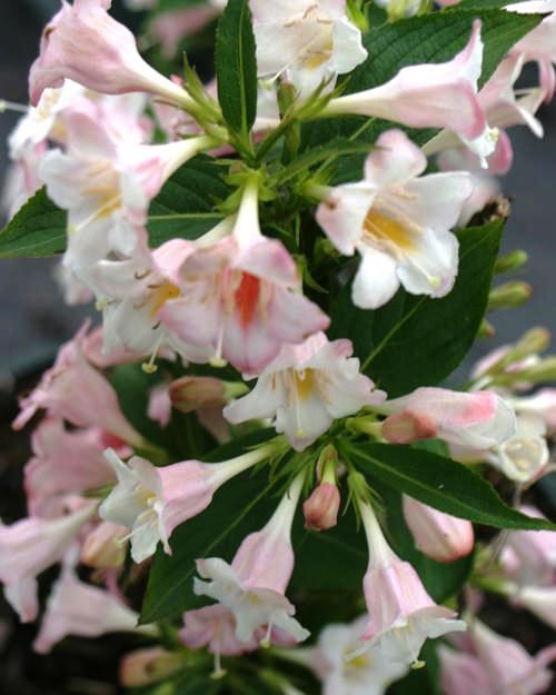 Weigela_Sonic_Bloom_Pearl[1].jpg