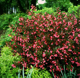 Weigela Wine Roses Landscape.jpg