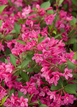Weigela florida Bokrasopin.jpg