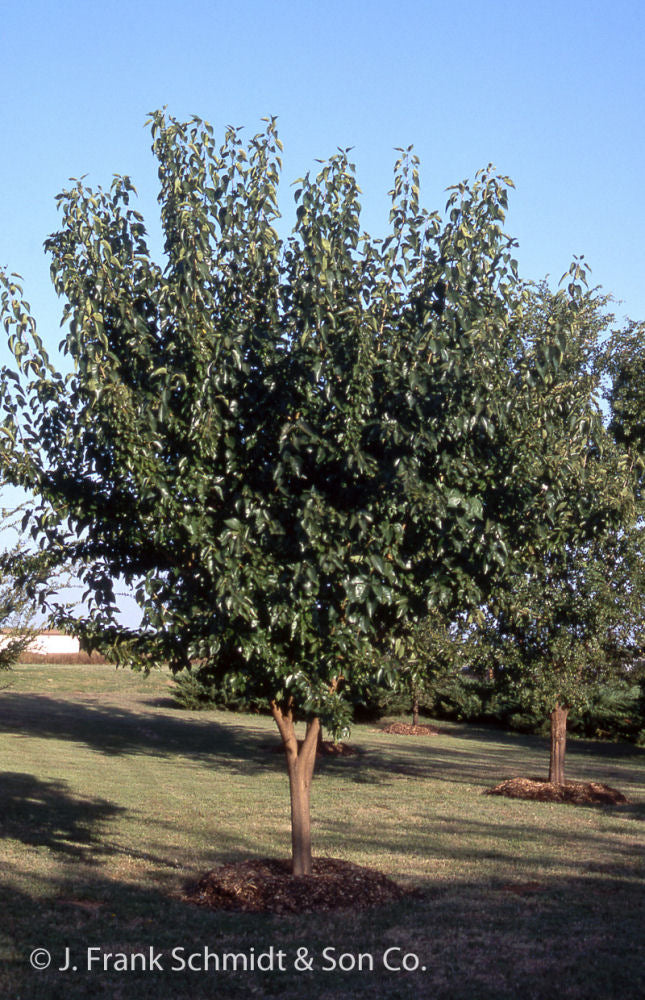 White-Shield-osage-orange.jpg