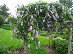 Wisteria-Blue-Moon.jpg