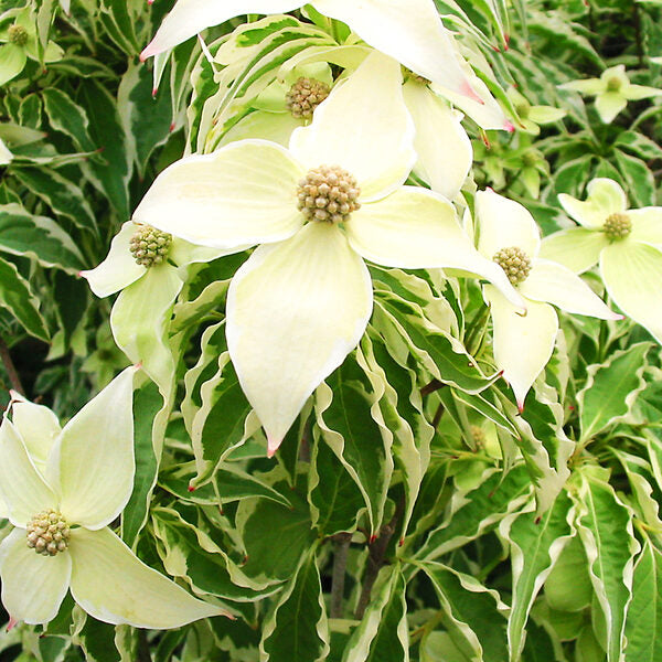 Wolf_Eyes_Kousa_Dogwood_1-copy-600x600.jpg