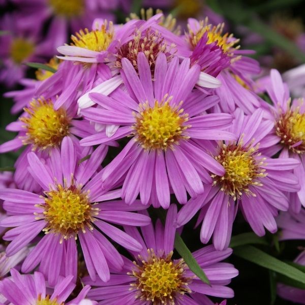 Woods Pink Aster.jpg