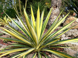 YUCCA FILAMENTOSA COLOR GUARD.jpg