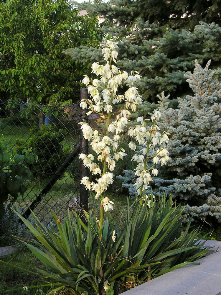 Yucca_filamentosa.jpg