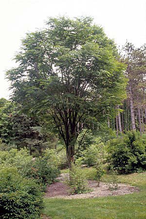 ZELKOVA GREEN VASE.jpg