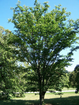 ZELKOVA VILLAGE GREEN.jpg