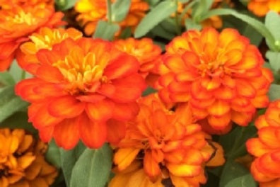 ZINNIA_PROFUSION_DOUBLE_FIRE[2].jpg