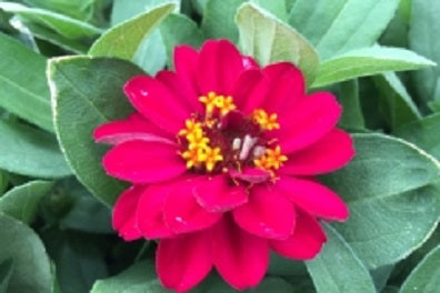 ZINNIA_PROFUSION_DOUBLE_HOT_CHERRY[1].jpg