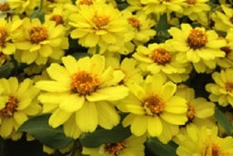 ZINNIA_PROFUSION_DOUBLE_YELLOW[1].jpg