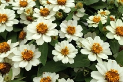 ZINNIA_PROFUSION_WHITE[2].jpg