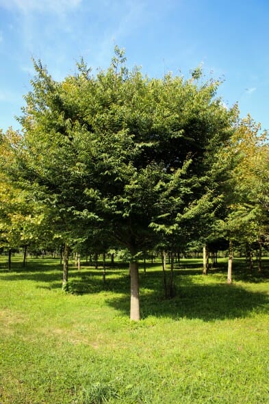 Zelkova-wireless.jpg