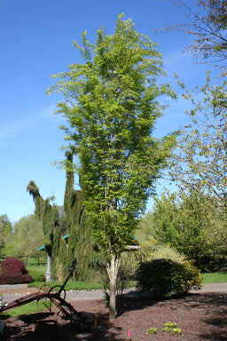 Zelkova Musashino grn tree.jpg