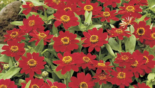 Zinnia%20Profusion%20Cherry[1].jpg