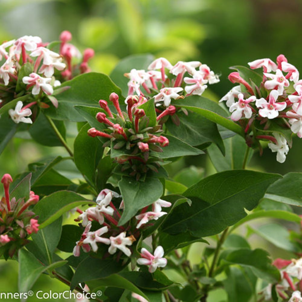 abelia sweet emotion.jpg