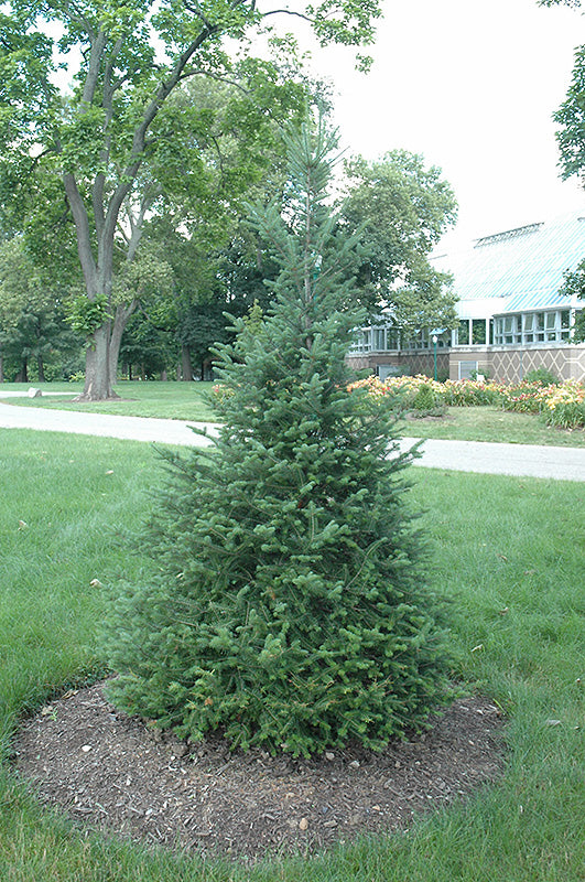 abies-bal-canaan-ccnpets.jpg