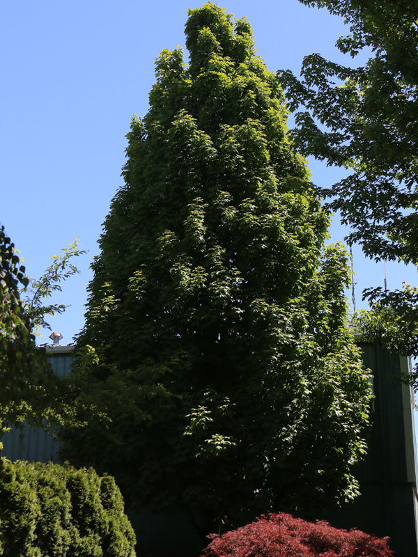 acer-apollo-web-02.jpg