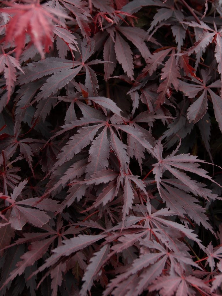 acer-pal.-Burgundy-Lace.jpg
