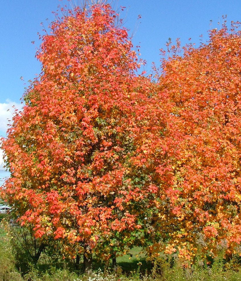 Trees · Willoway Nurseries