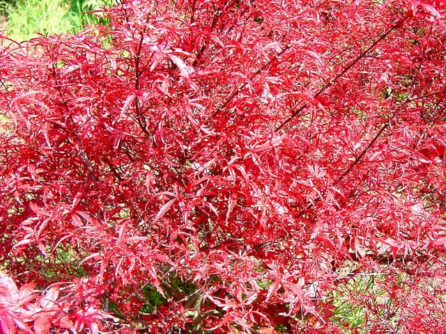 acer_beni_komachi.jpg