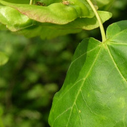 acer_campestre[1].jpg