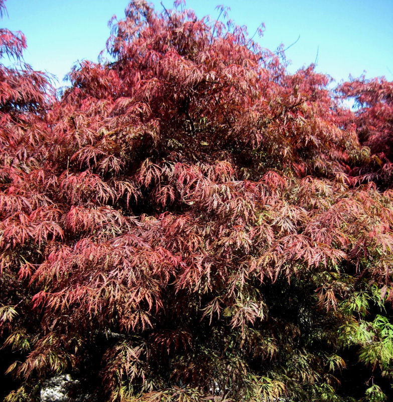 acer crimson princess.jpg