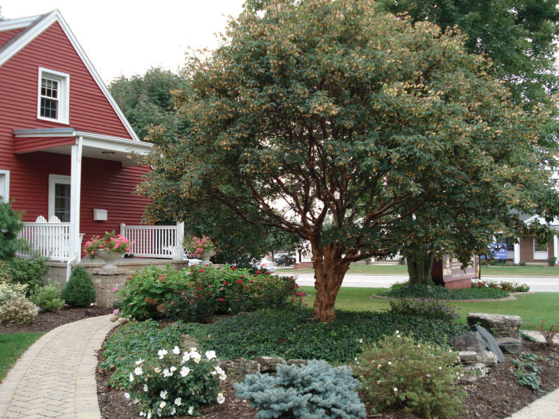 Trees · Willoway Nurseries