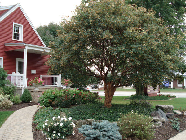 acer griseum land.JPG