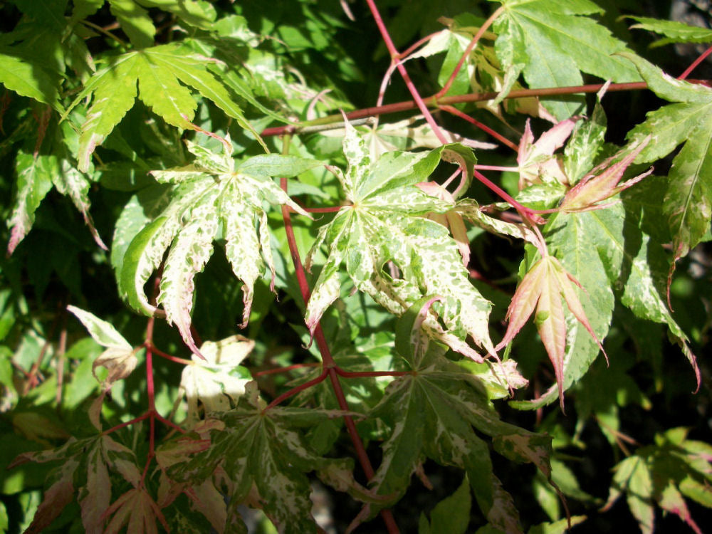 acer karasagawa foliage.jpg