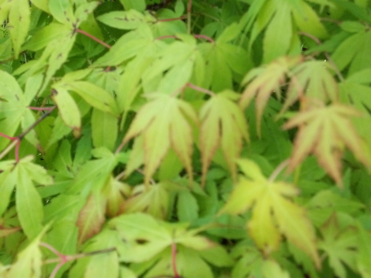 acer katsura.jpg