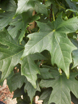 acer legacy foliage.jpg