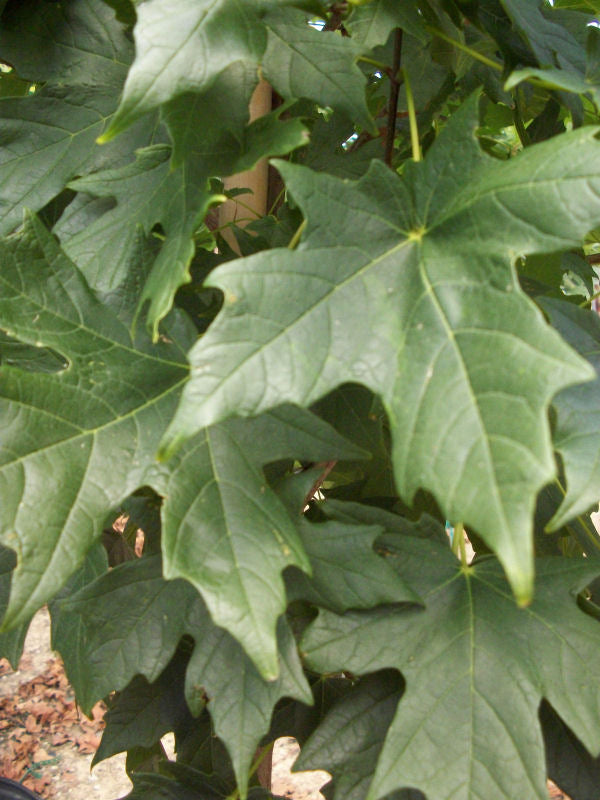 acer legacy foliage.jpg
