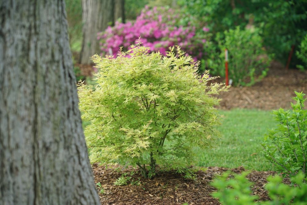 acer_metamorphosa_1.jpg