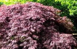 acer pal. inabe shidari.jpg