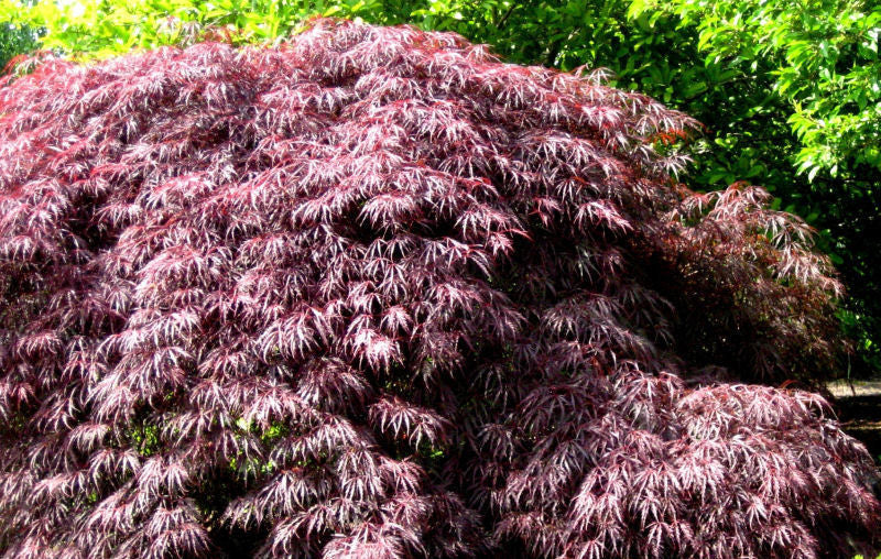 acer pal. inabe shidari.jpg