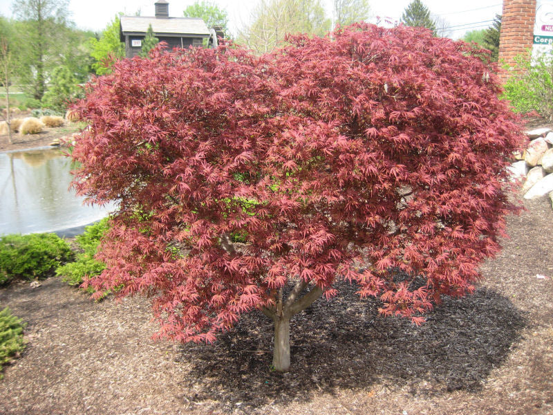 acer pal skeeters broom landscape.jpg